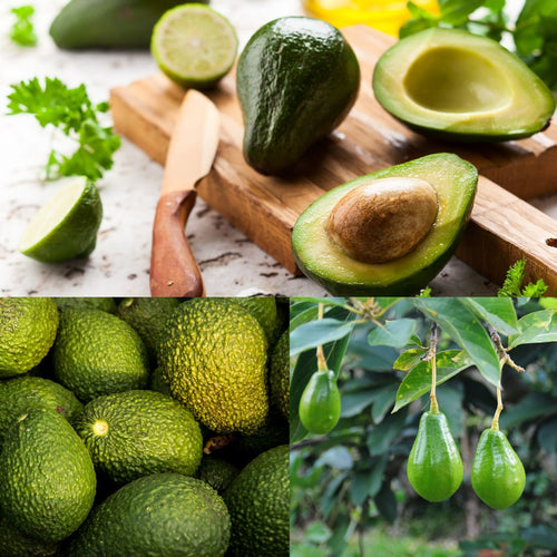 Avocado er en næringsbombe og superfood - Naturelle.dk