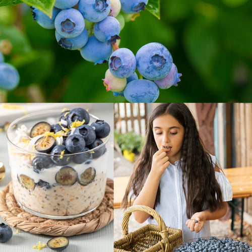 Blåbær: En superfood der giver en skarp hjerne - Naturelle.dk